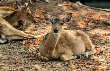Fototapeta premium Brown Sika deer