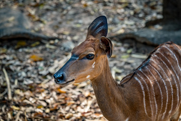 Female greater kudu