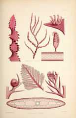 Illustration of algae.