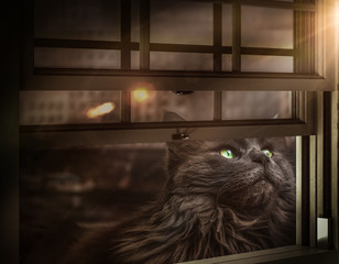 Windowcat