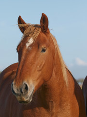 Fototapeta premium Horse Head Shot