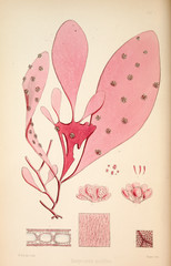 Illustration of algae.