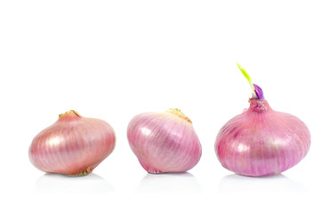 shallot isolate on white background