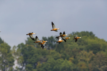 several ruddy shelducks (tadorna ferruginea) in flight, forest, blue sky