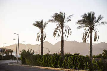 Fototapeta premium City landscape in Africa. Tourist town. Palm trees against the background of the mountains at sunset