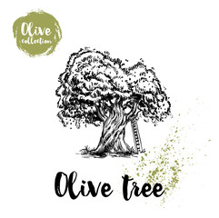 Olive tree with ladder hand drawn poster. Old looking vector artwork. Great for cosmetic creams designs, labels, flyers, farm fresh products.