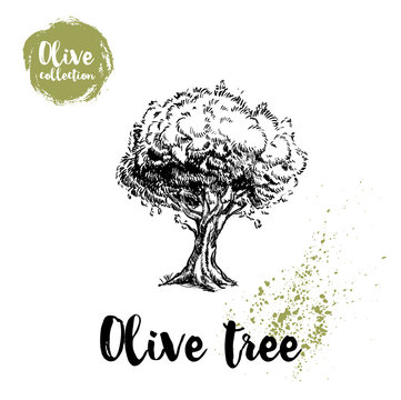Olive tree hand drawn poster. Old looking vector artwork. Great for cosmetic creams designs, labels, flyers, farm fresh products.