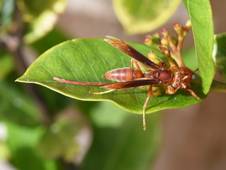 Red paper wasp Polistes canadensis on a leaf