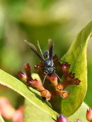 The blue plant wasp Polybia ignibilis feeding on a flower