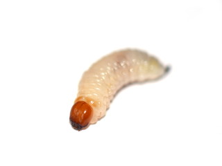 Closeup on tree boring larvae on white background