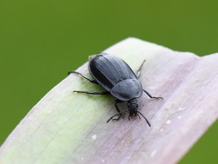 European carrion beetle Phosphuga atrata on a leaf