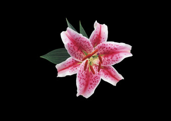 Lily on a black background . Pink flower.