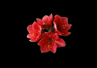 Red flower on a black background .