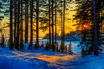 Sunset in a winter forest.