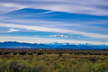 Wildlife in Denver, Colorado