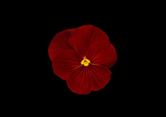 Pansies on a black background . Red flower.