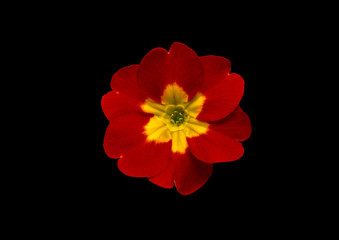 Red flower. on a black background .
