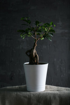 ficus bonsai dark moody background design light