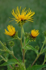 Inula helenium