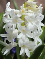 Hyacinth.