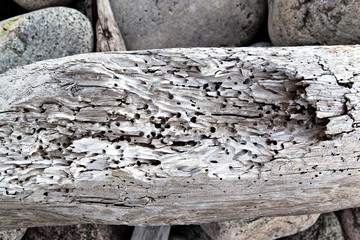 Vintage wood texture bark beetle moves