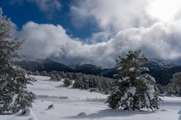 Snowy landscape