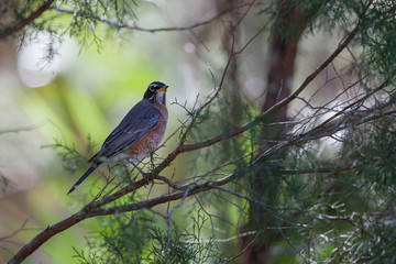 American Robin perched in tree is a harbinger of Spring