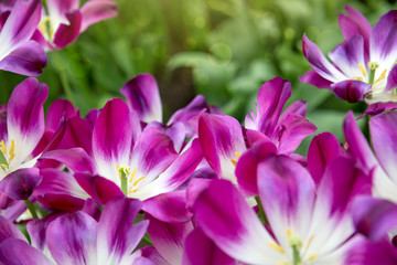 Violet tulips background. Easter background.