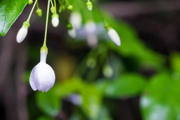 White flower in the garden 
