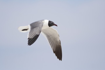 adult Laughing Gull flying, Assateague Island, VA