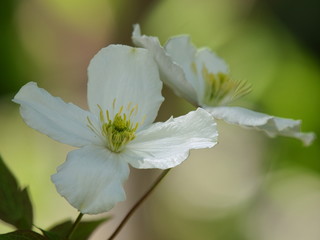 初夏の花壇に咲いたクレマチス