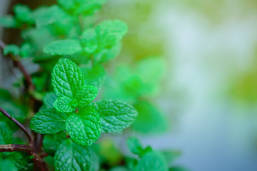 mint leaves close up on background