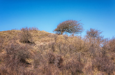 Tree on a dune top formed by the wind