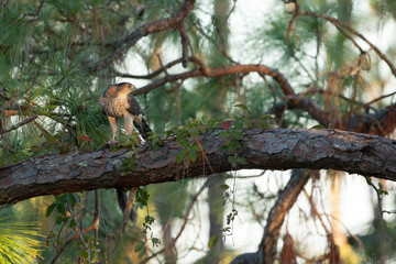 A regal looking Cooper's Hawk with prey on large pine tree limb