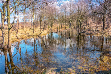 Dune fen in the national park Zuid Kennemerland in The Netherlands