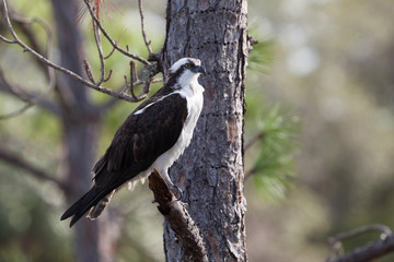Osprey posing on tree limb