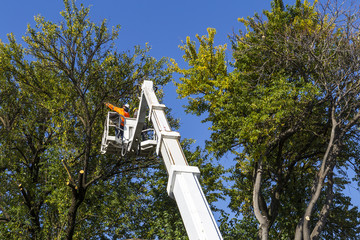 two well-equipped workers were uploaded high to cut the city trees. care of trees and bushes in the...