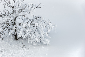 Beautiful winter tree and branches covered with snow on white natural background