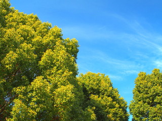 青空と楠木