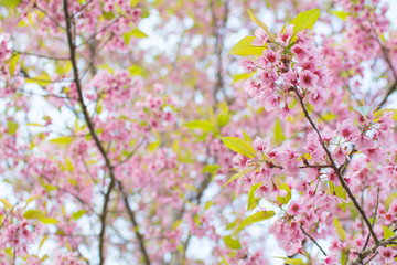 Beautiful Himalayan blossom on Phu lom lo Thailand,soft focus