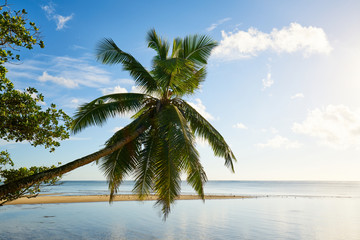 Fototapeta na wymiar Palm and tropical beach, mahe, seychelles, indian ocean