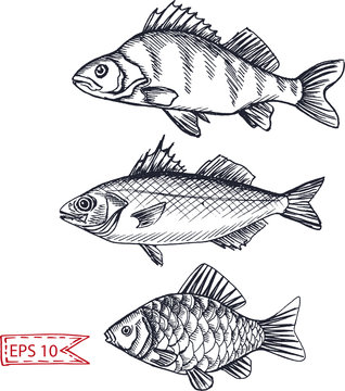 Vector illustration sketch - fish. Hand drawn sketsh card menu seafood restaurant.