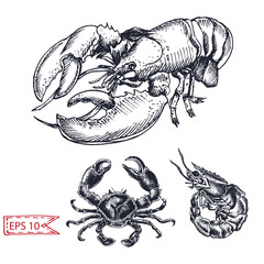 Vector illustration sketch - crab, shrimp, lobster. Hand drawn sketsh card menu seafood restaurant.
