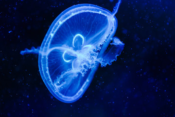 Close-up picture of beautiful jellyfish floating in ocean