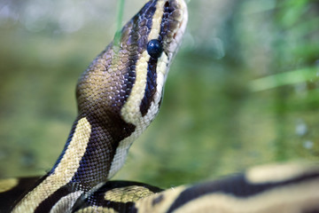 Close-up picture of dangerous grown up python