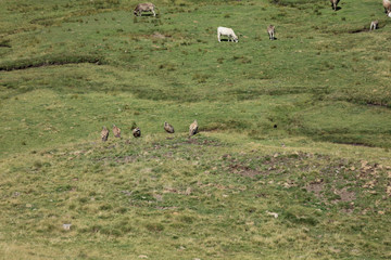 Aasfresser Geier fressen an einer Kuh 