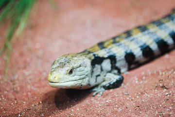 little lizard close up, lizard macro photography