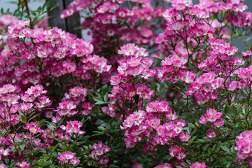 一重咲きの赤いバラの花
