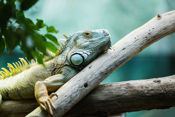 Fototapeta premium Green iguana climbing on a branch, close-up