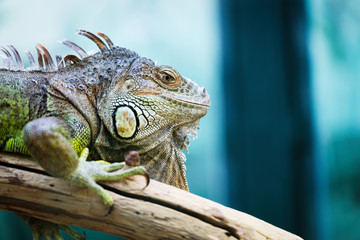 Green iguana standing on a branch
